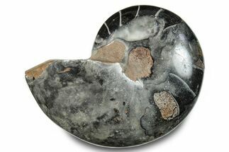 Polished Fossil Nautilus (Cymatoceras) - Unusual Black Color! #282427