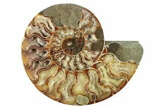 Cut & Polished Ammonite Fossil (Half) - Madagascar #282967