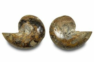 Jurassic Cut & Polished Nautilus (Cymatoceras) Fossil -Madagascar #283124