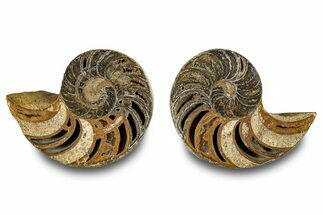 Jurassic Cut & Polished Nautilus (Cymatoceras) Fossil -Madagascar #283125
