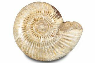 Polished Jurassic Ammonite (Perisphinctes) - Madagascar #283193