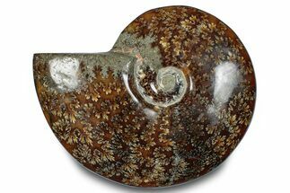 Polished Ammonite (Cleoniceras) Fossil - Madagascar #283301