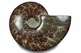 Polished Ammonite (Cleoniceras) Fossil - Madagascar #283303