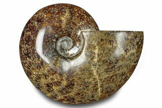Polished Ammonite (Cleoniceras) Fossil - Madagascar #283304