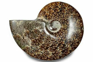 Polished Ammonite (Cleoniceras) Fossil - Madagascar #283308