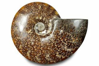Polished Ammonite (Cleoniceras) Fossil - Madagascar #283310