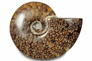 Polished Ammonite (Cleoniceras) Fossil - Madagascar #283311