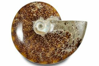 Polished Ammonite (Cleoniceras) Fossil - Madagascar #283352