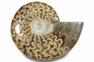 Polished Ammonite (Cleoniceras) Fossil - Madagascar #283358