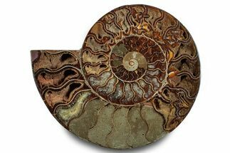 Cut & Polished Ammonite Fossil (Half) - Madagascar #283412