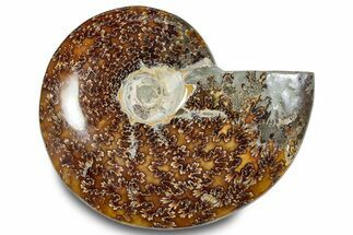 Polished Ammonite (Cleoniceras) Fossil - Madagascar #283328