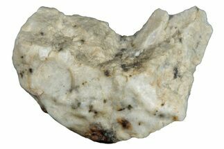 Aubrite Meteorite Fragment - Djoua #283652