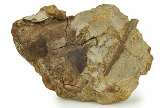 Hadrosaur (Edmontosaurus) Bone & Tendon in Sandstone - Wyoming #283711