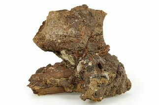 Dinosaur Bone Sections - Wyoming #283713