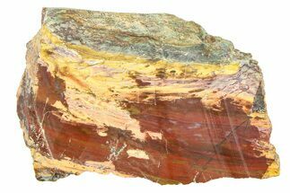 Petrified Sierra Spectrum Wood Slab - California #283754