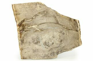 Devonian Petrified Wood From Oklahoma - Oldest True Wood #283953