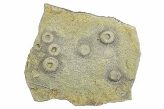 Cretaceous Fossil Urchin (Trochotiara) Plate - Morocco #283992