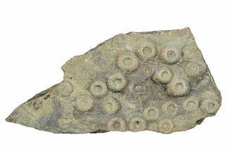 Cretaceous Fossil Urchin (Trochotiara) Plate - Morocco #284009