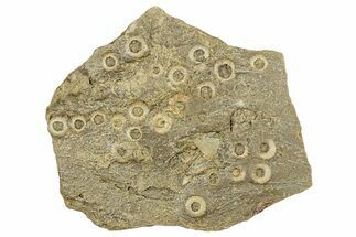 Cretaceous Fossil Urchin (Trochotiara) Plate - Morocco #284011