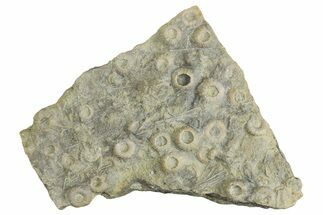 Cretaceous Fossil Urchin (Trochotiara) Plate - Morocco #284016