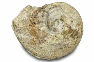 Jurassic Ammonite (Harpoceras) Fossil - England #284030