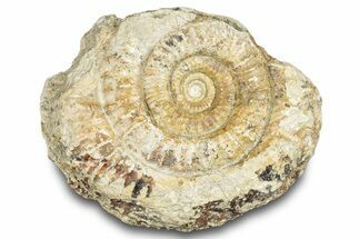 Jurassic Ammonite (Hildoceras) Fossil - England #284034