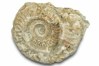 Jurassic Ammonite (Hildoceras) Fossil - England #284039