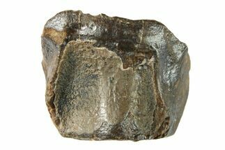 Dinosaur (Triceratops) Shed Tooth - Wyoming #284112