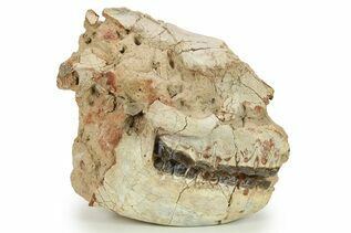 Mammals For Sale