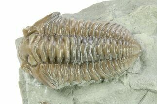 Inflated Flexicalymene Trilobite - Indiana #284132
