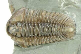 Flexicalymene Trilobite Fossil - Indiana #284138