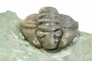 Wide, Enrolled Flexicalymene Trilobite - Indiana #284153