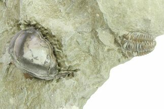 Wide Enrolled Isotelus With Flexicalymene Trilobite - Indiana #284165