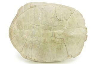 Inflated Fossil Tortoise (Stylemys) - South Dakota #284217