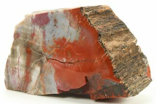 Polished Petrified Wood (Araucarioxylon) - Arizona #284328