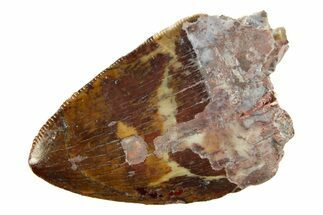 Serrated, Fossil Phytosaur (Redondasaurus) Tooth - New Mexico #284295