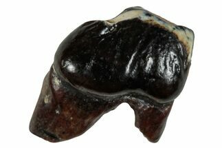 Cretaceous Fossil Mammal Tooth - Montana #284482