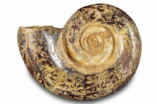 Jurassic Ammonite (Hemilytoceras) Fossil - Madagascar #283359