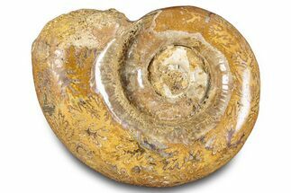 Jurassic Ammonite (Hemilytoceras) Fossil - Madagascar #283362