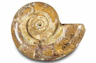 Jurassic Ammonite (Hemilytoceras) Fossil - Madagascar #283363