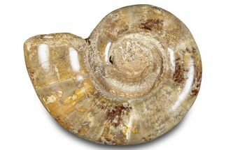 Polished, Jurassic Ammonite (Hemilytoceras) Fossil - Madagascar #283366