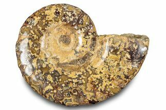 Jurassic Ammonite (Euaspidoceras) Fossil - Madagascar #283377