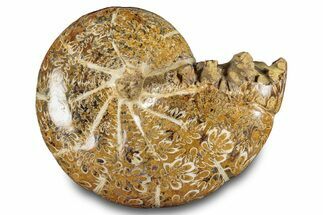Jurassic Ammonite (Phylloceras) Fossil - Madagascar #283443
