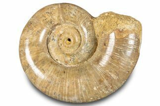 Jurassic Ammonite (Hemilytoceras) Fossil - Madagascar #283454