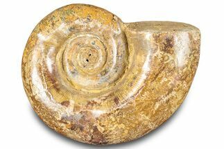 Jurassic Ammonite (Hemilytoceras) Fossil - Madagascar #283467