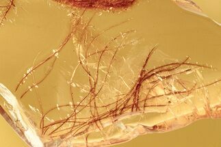 Detailed Fossil Plant Fibers in Baltic Amber #284559