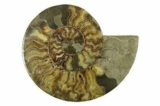 Large, Cut & Polished Ammonite Fossil (Half) - Madagascar #283298