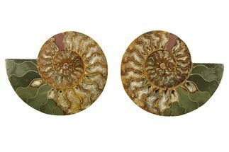 Cut & Polished, Crystal-Filled Ammonite Fossil - Madagascar #283398