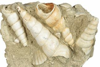 Fossil Gastropod (Haustator) Cluster - Damery, France #284437