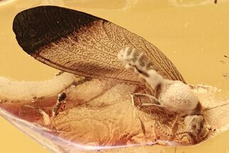 Detailed Fossil Winged Termite and Wasp In Baltic Amber #284646